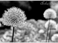 Anke Sander