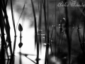 Anke Sander