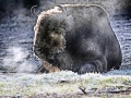 Tiere-Bison