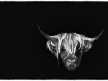 Tiere-Die-Kuh