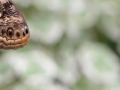 Tiere-Schmetterling