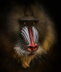Mandrill - Manfred Spies