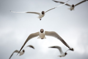 Im Anflug