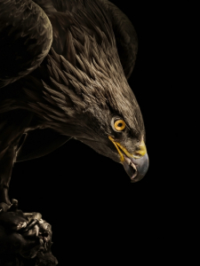 Adler