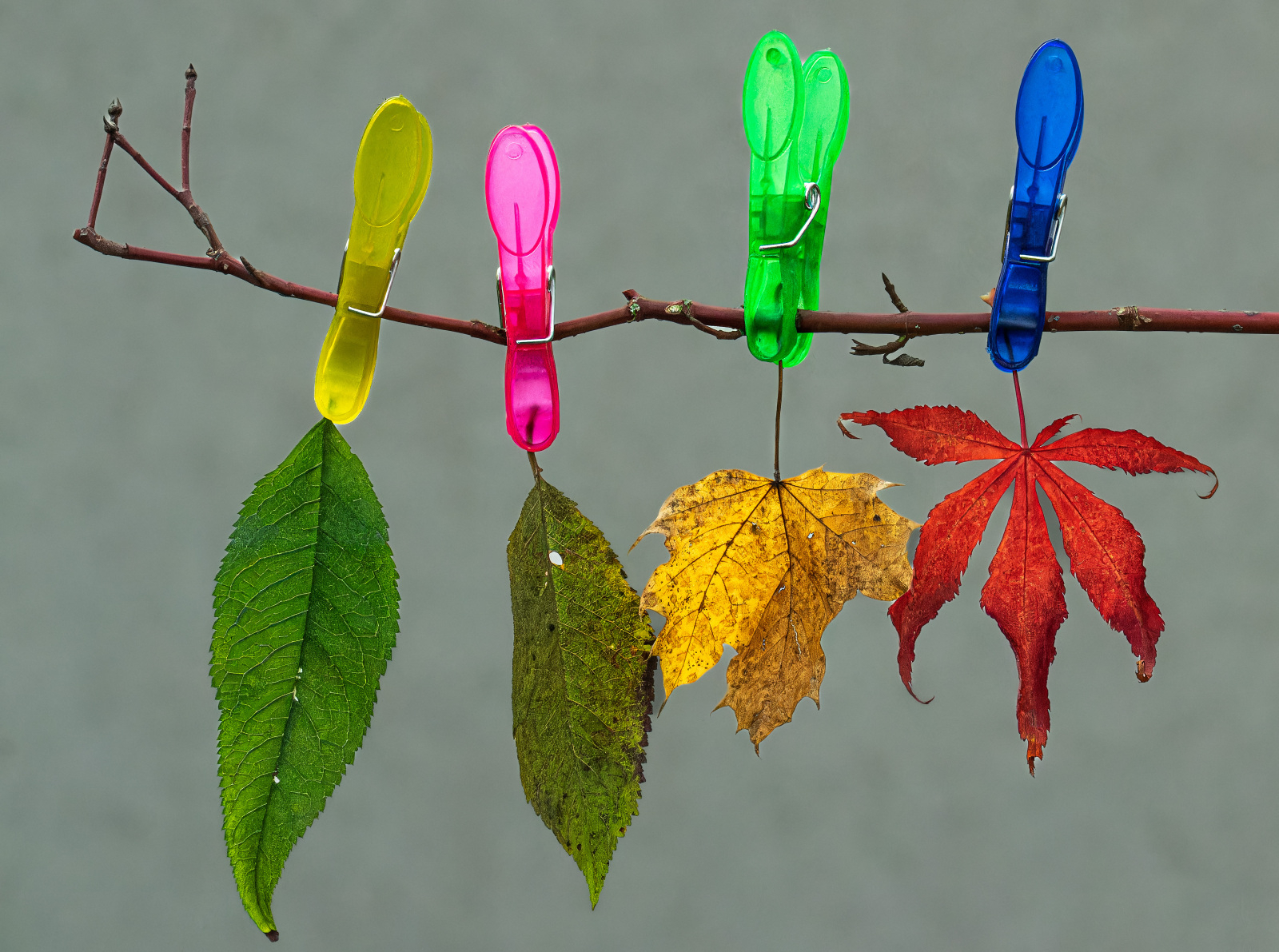 Alkofer-Gerhard-Herbst