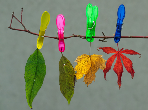 Alkofer-Gerhard-Herbst