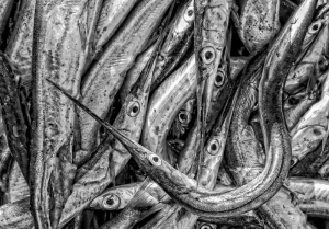 Degenfische - Ernst Hillisch