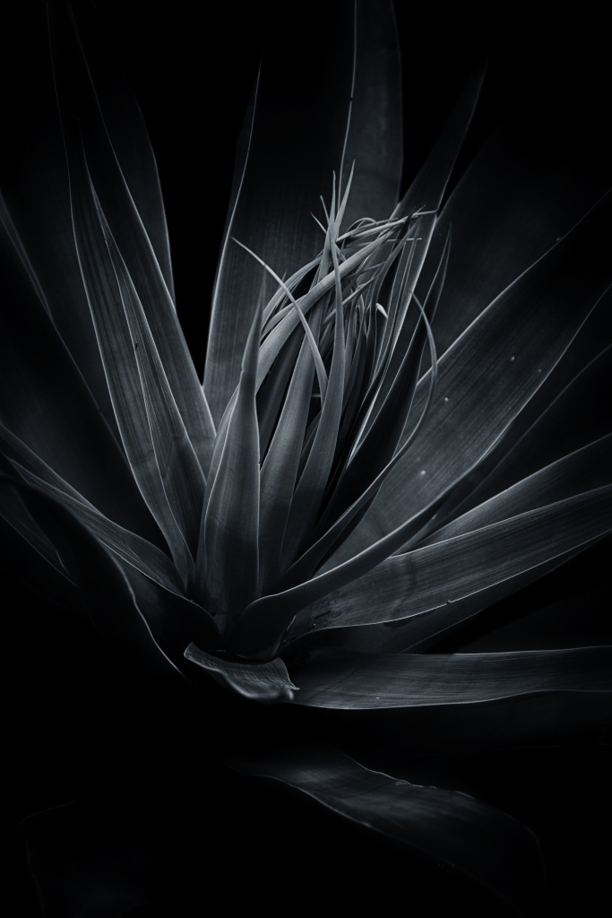 Friedl-Franz_Agave_OBB_2019_1269655