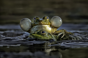 Froschkonzert_Koechel