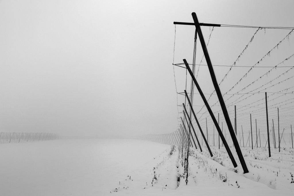 Garten im Nebel - Ünal Cörtük