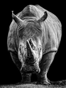 Hillisch-Ernst-Fotofreunde-VHS-Pfaffenhofen-Ilm-Rhino-Annahme