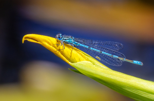 Hillisch-Ernst-Ritt-auf-der-Bluete