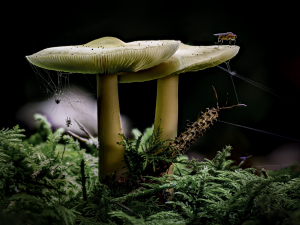 Pilz