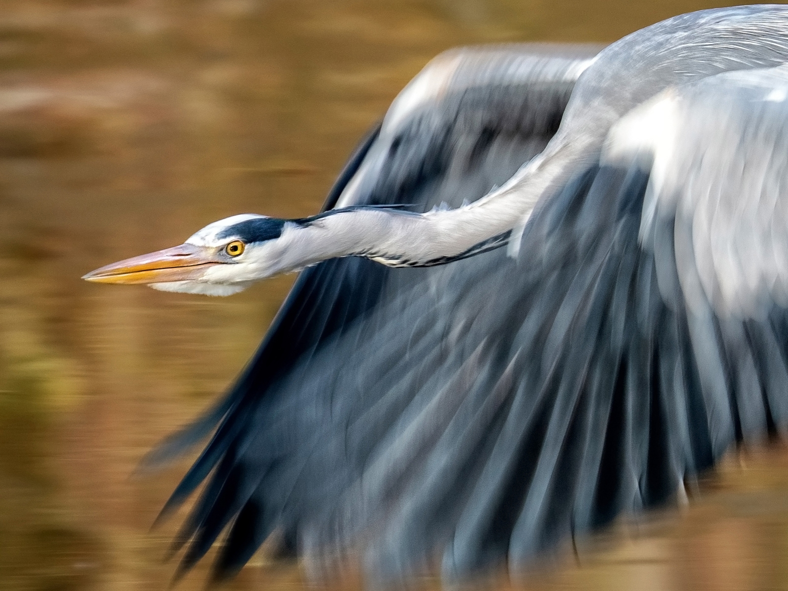 Reiher-Sturzflug