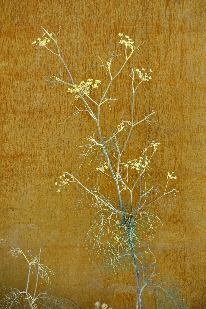 Rostblume  Annahme kleinere Datei