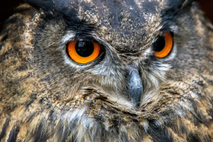 Schaeffer-Ernster-Blick
