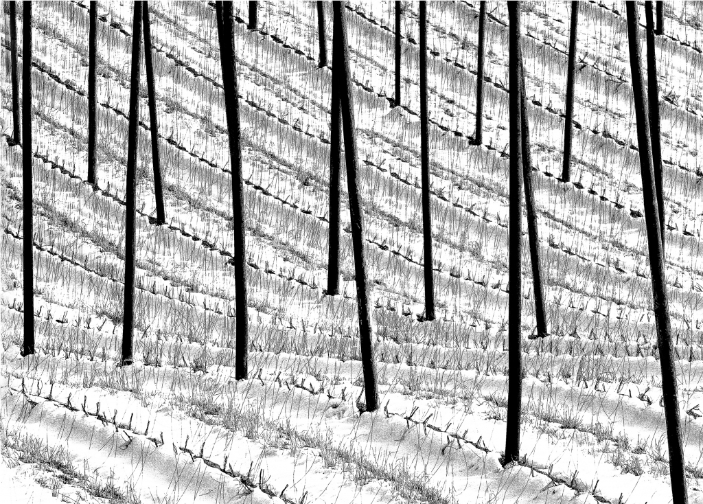 Winterhopfengarten K