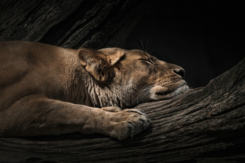 schlafende Löwin