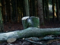 Landwirt i. Winter.HolzfÃ¤llen