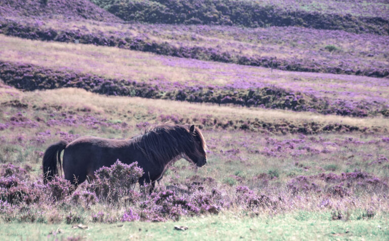 Dartmoorpony