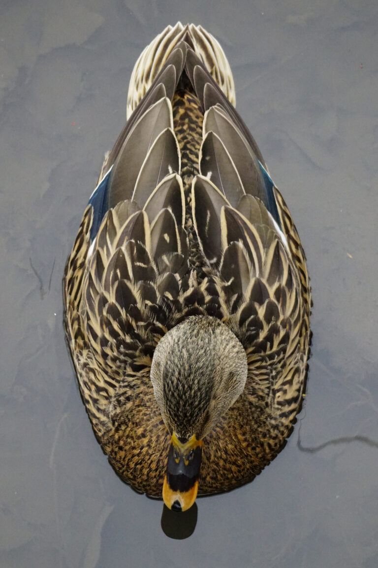 Ente