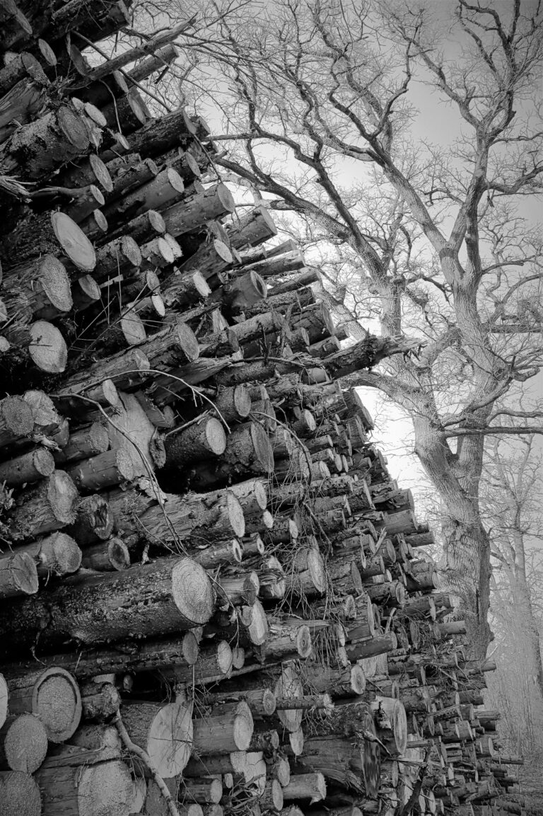 Holz