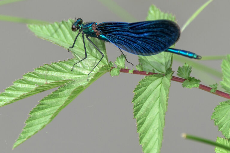 Libelle