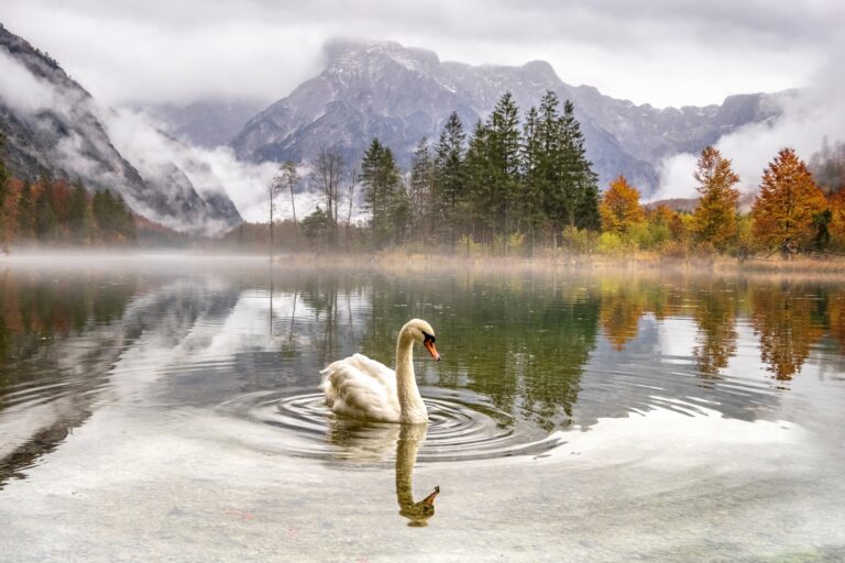Schwanensee