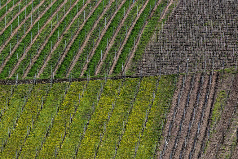 Weinberg Mosel