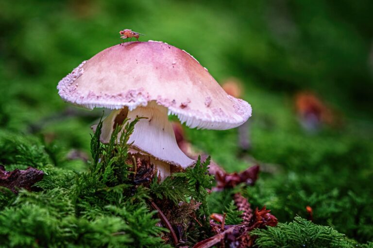 Allein im Wald
