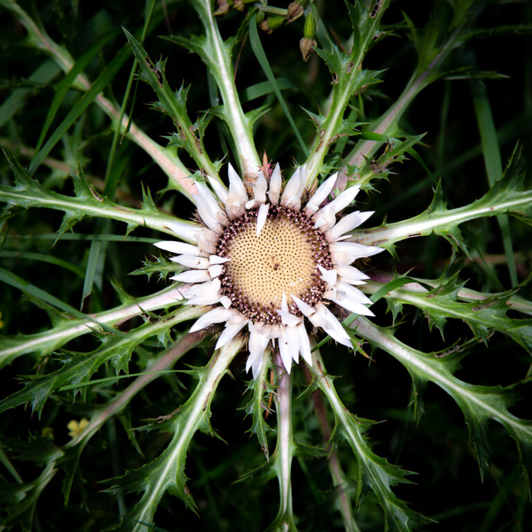 Distel