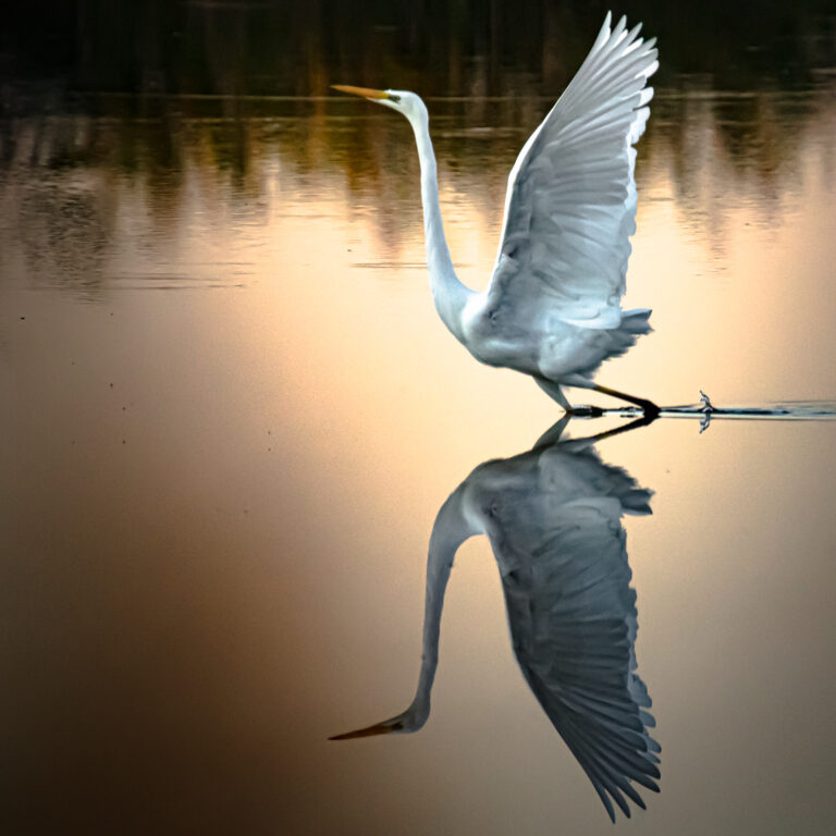 Siberreiher