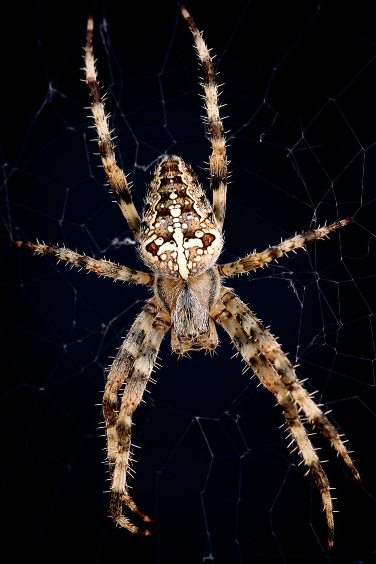 Kreuzspinne