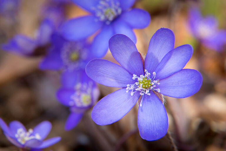 Leberblümchen