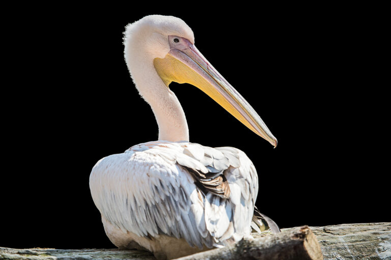 Pelikan