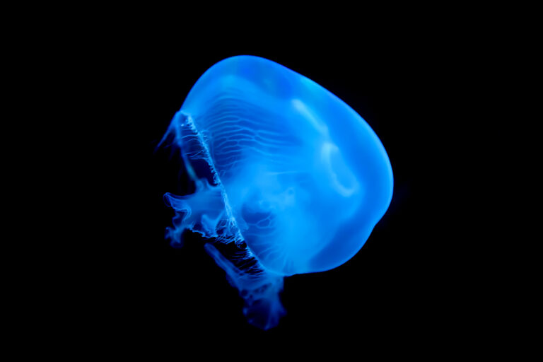 Qualle in blau