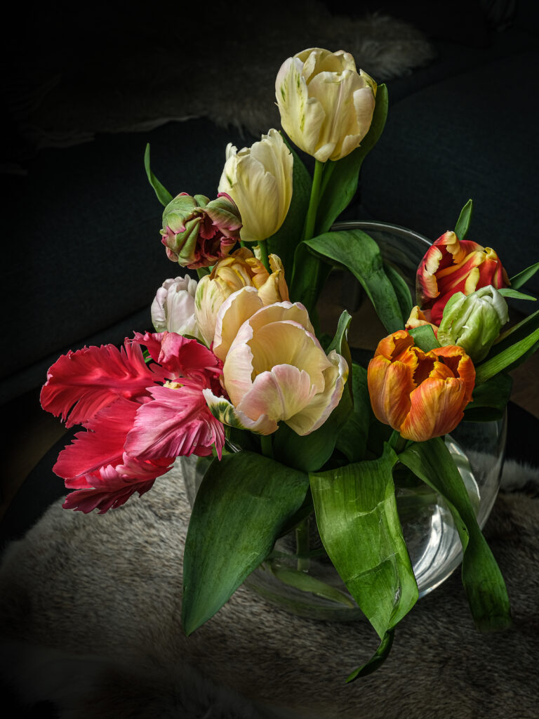Tulpen